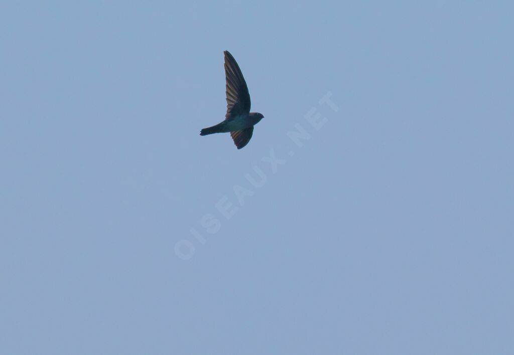 Cave Swiftlet, Flight