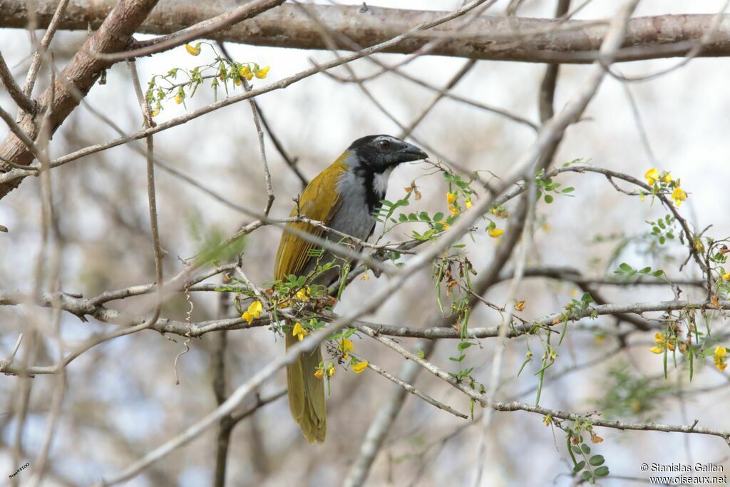 Saltator à tête noireadulte