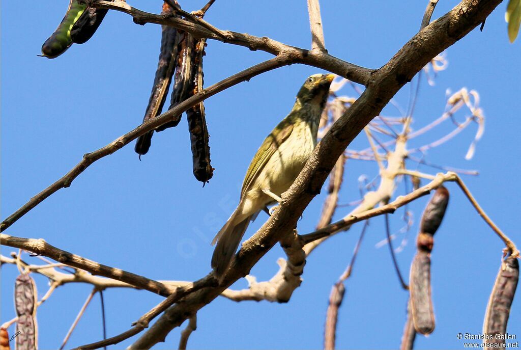 Saltator strié