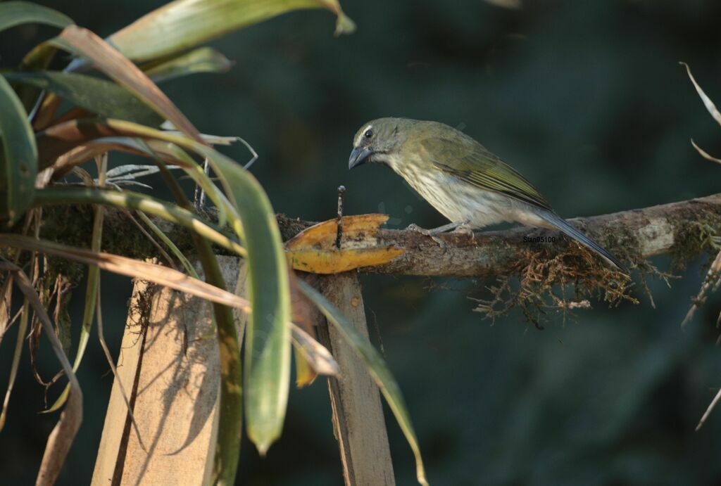 Saltator striéadulte