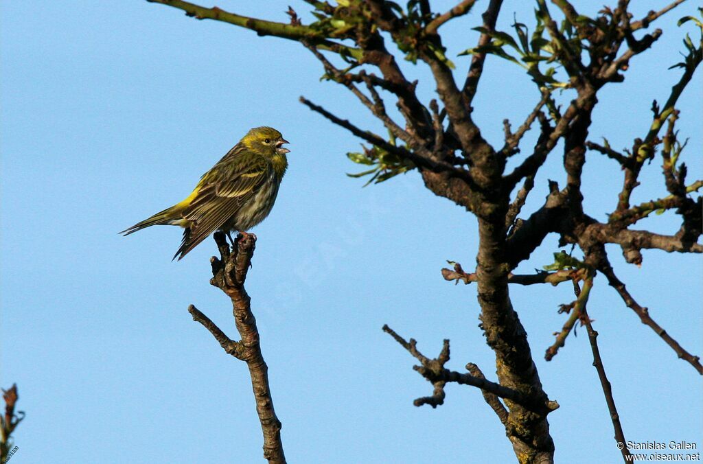 Serin cini mâle adulte nuptial, chant