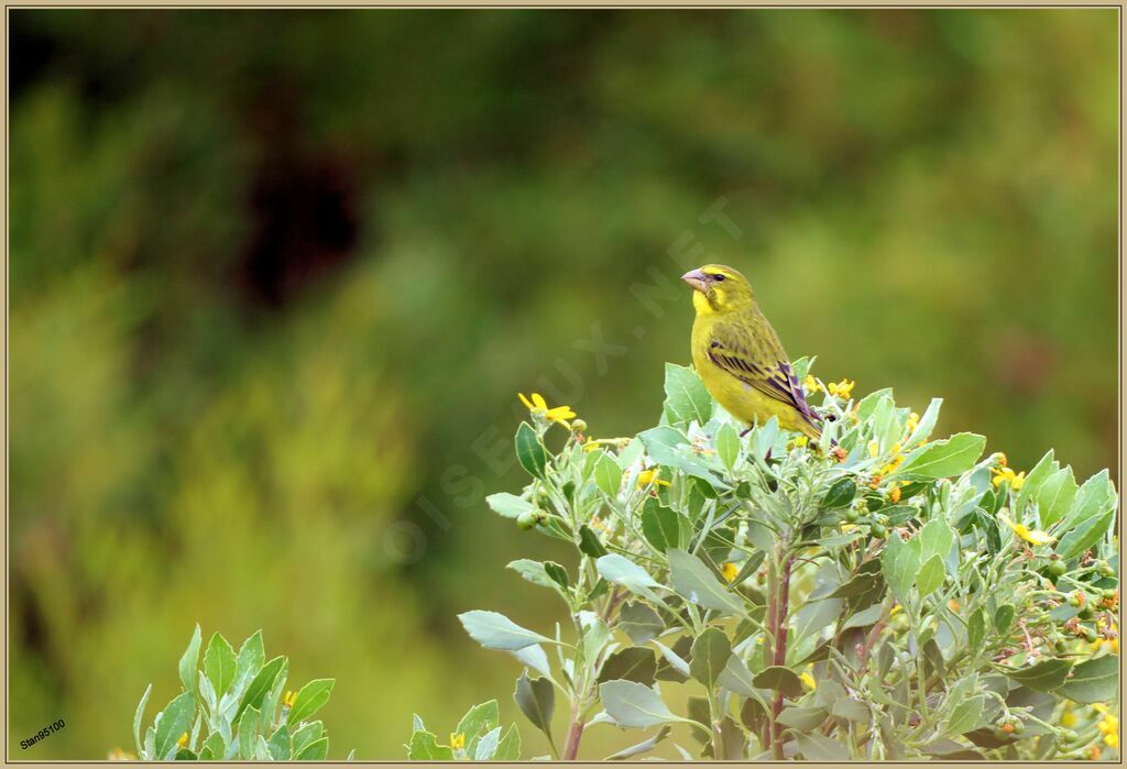 Serin de Sainte-Hélène mâle adulte nuptial