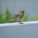 Serin soufré