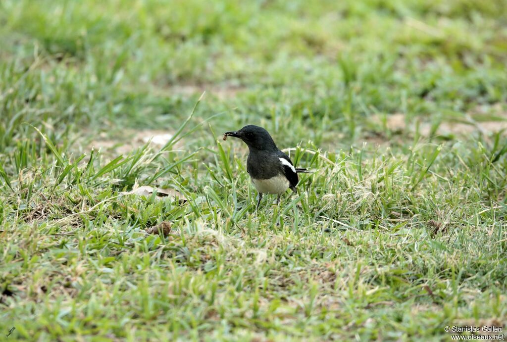 Oriental Magpie-Robin female adult breeding, fishing/hunting