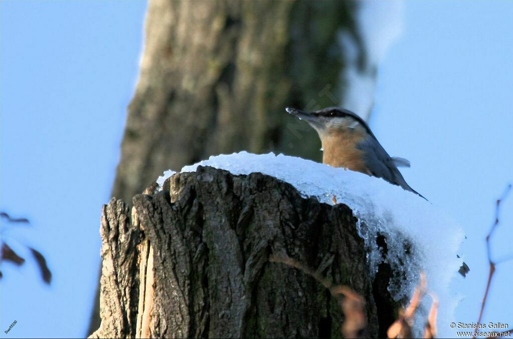 Eurasian Nuthatchadult transition