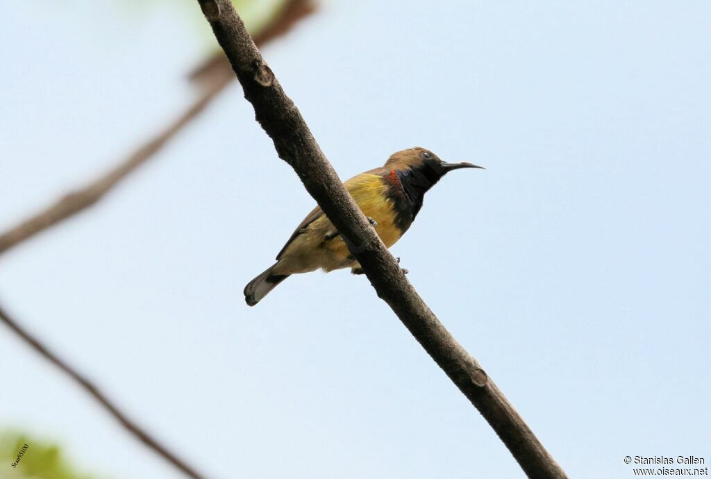 Ornate Sunbird male adult