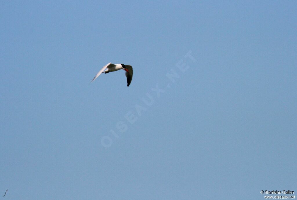 Caspian Ternadult transition, Flight