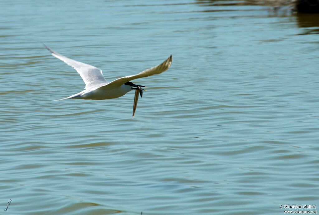 Sandwich Ternadult breeding, Flight