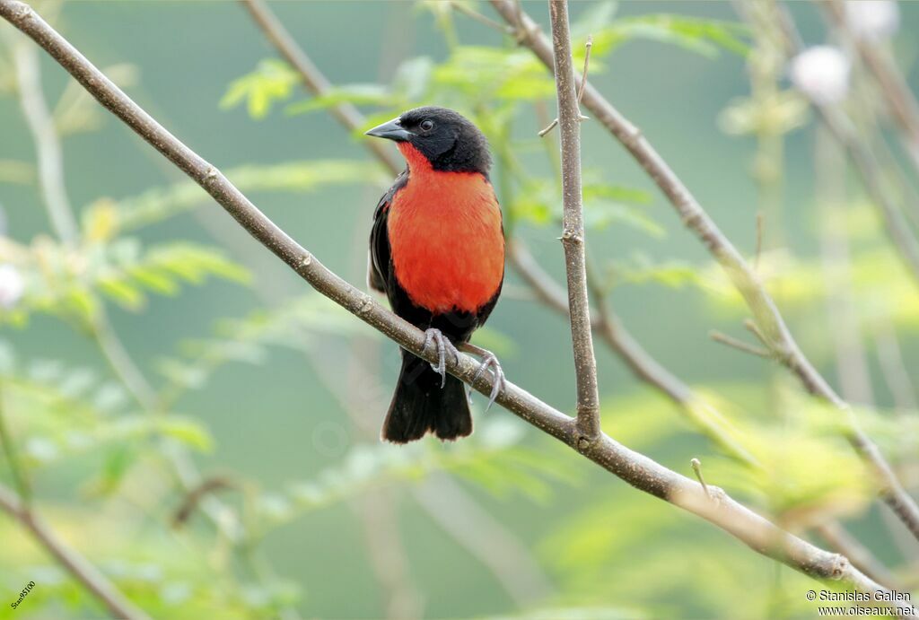 Red-breasted Meadowlark male adult breeding