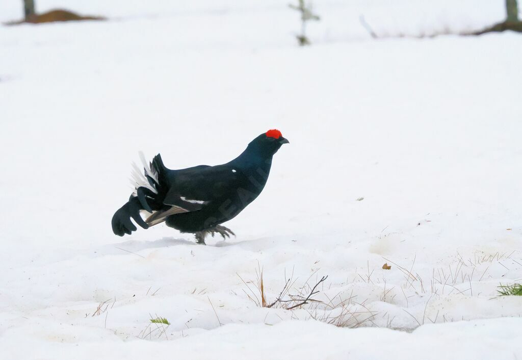 Black Grouse male adult breeding, walking
