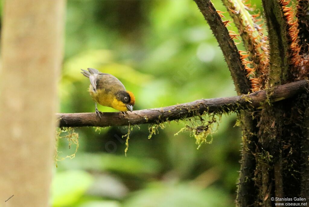 Tricolored Brushfinchadult