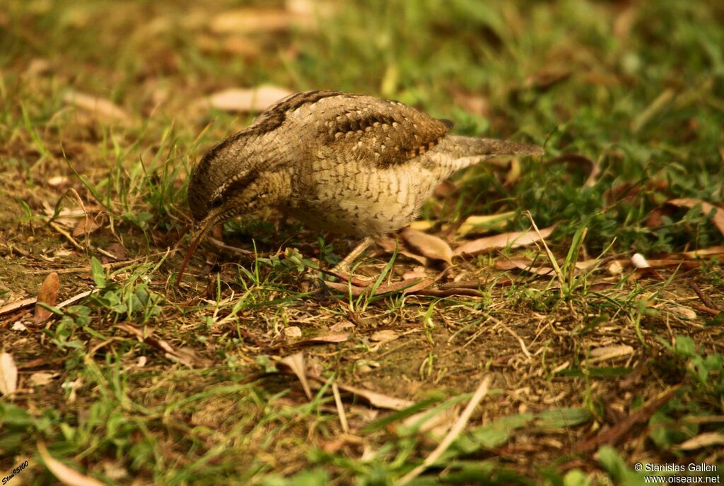 Eurasian Wryneck