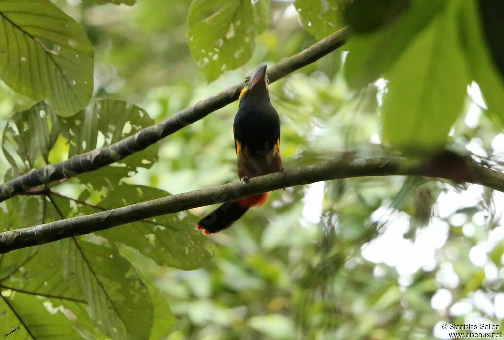 Golden-collared Toucanet male adult breeding, courting display