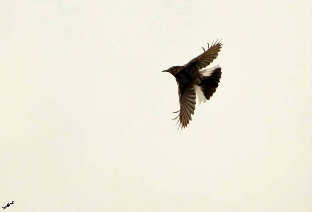 Mountain Chat male adult breeding, Flight