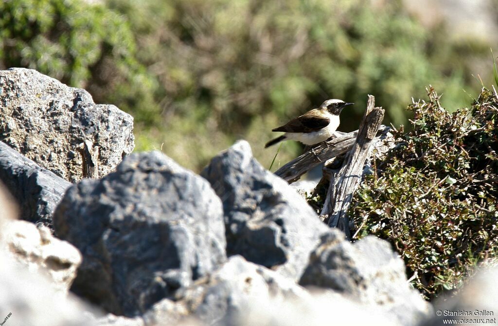 Eastern Black-eared Wheatear male adult breeding, courting display