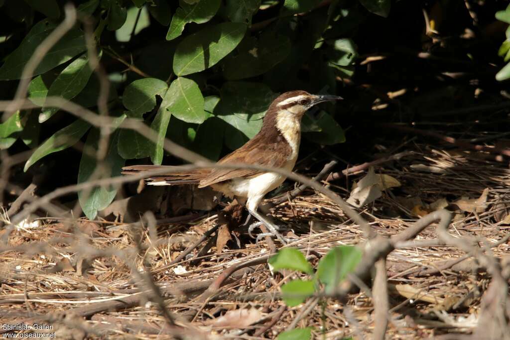 Bicolored Wrenadult, habitat, pigmentation