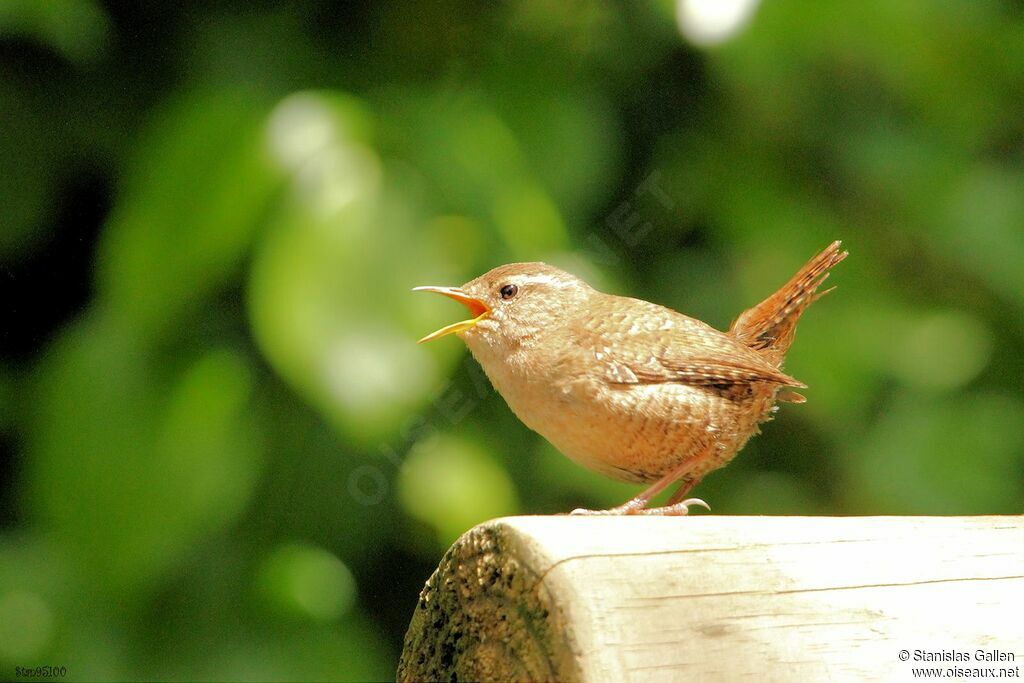 Troglodyte mignon mâle adulte nuptial, chant