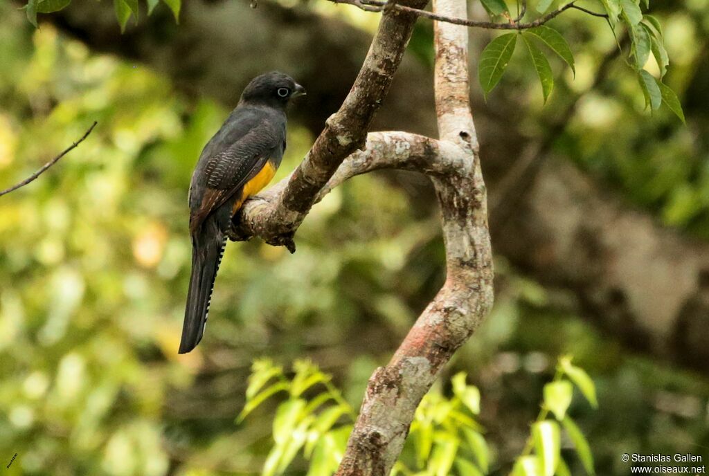 Trogon à queue blanche femelle adulte