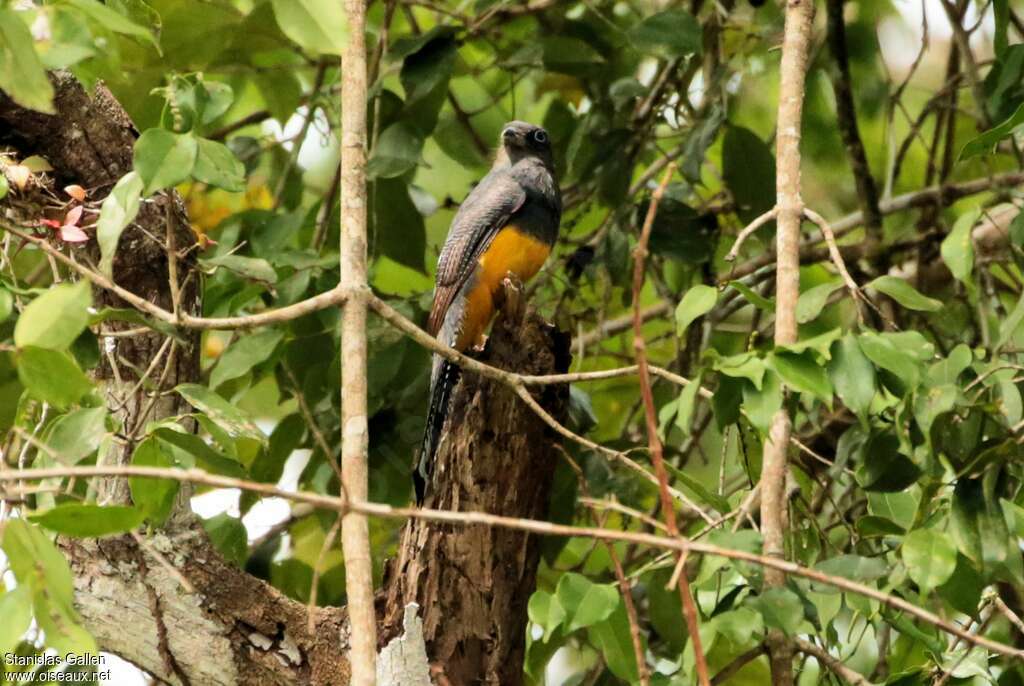 Trogon à queue blanche femelle adulte, habitat, pigmentation
