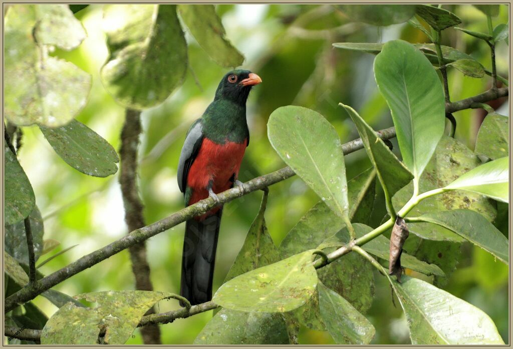 Slaty-tailed Trogon male adult breeding