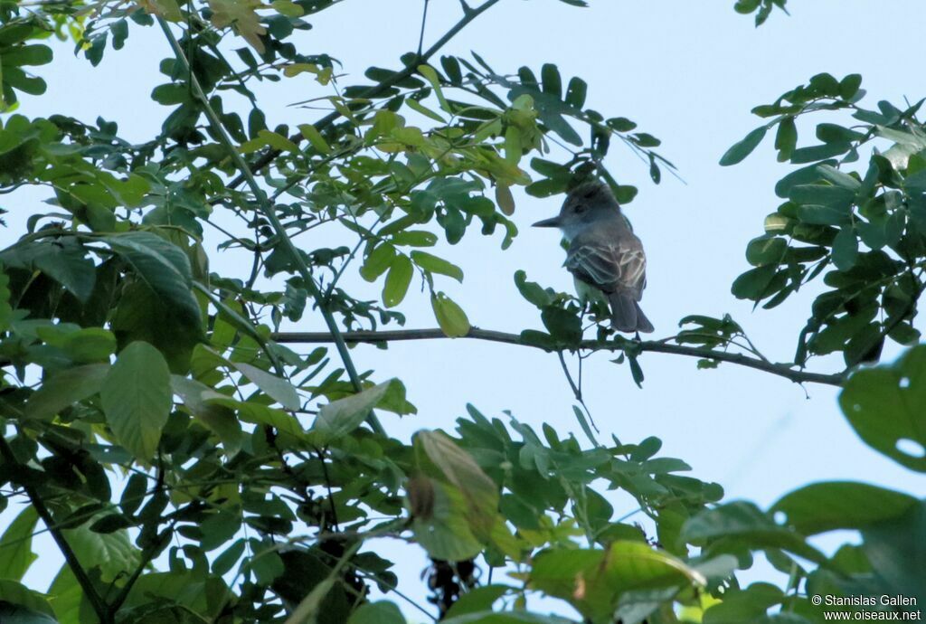 Brown-crested Flycatcheradult