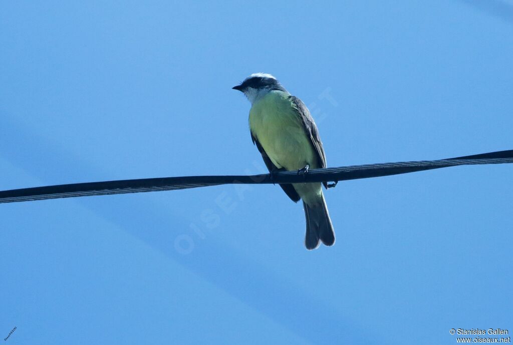 Social Flycatcheradult breeding