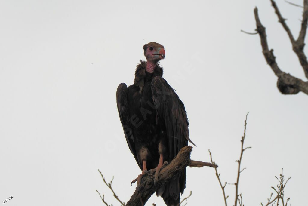 Vautour à tête blancheimmature