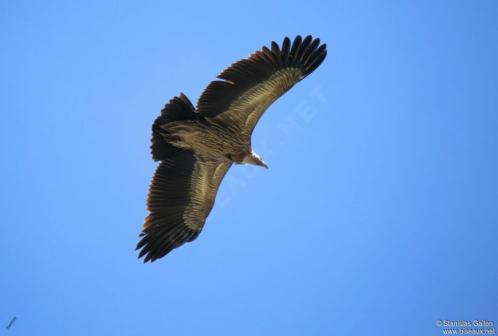 Himalayan Vultureadult, Flight
