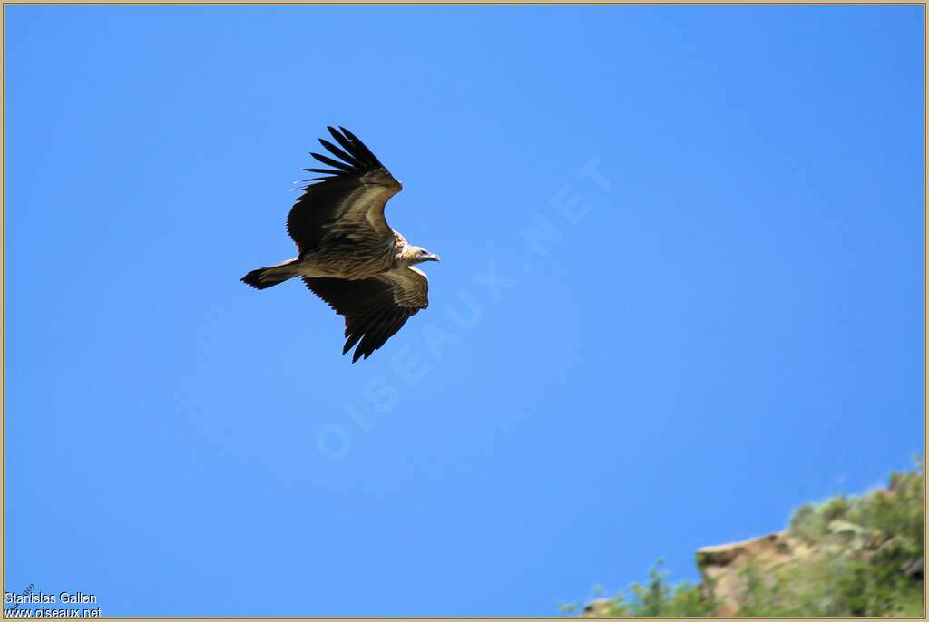 Vautour de l'Himalayaimmature, Vol