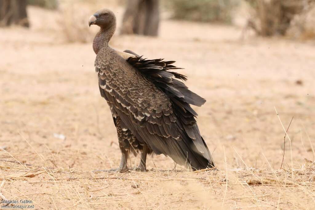 Rüppell's Vultureimmature, identification