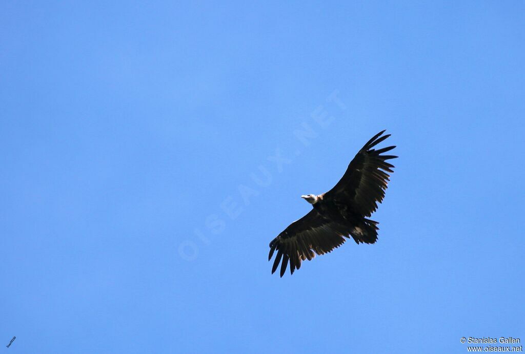 Vautour moine