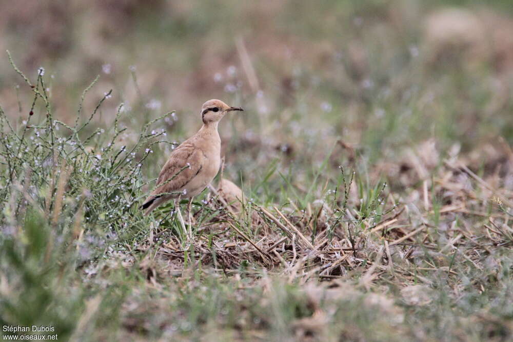 Courvite isabellejuvénile, identification