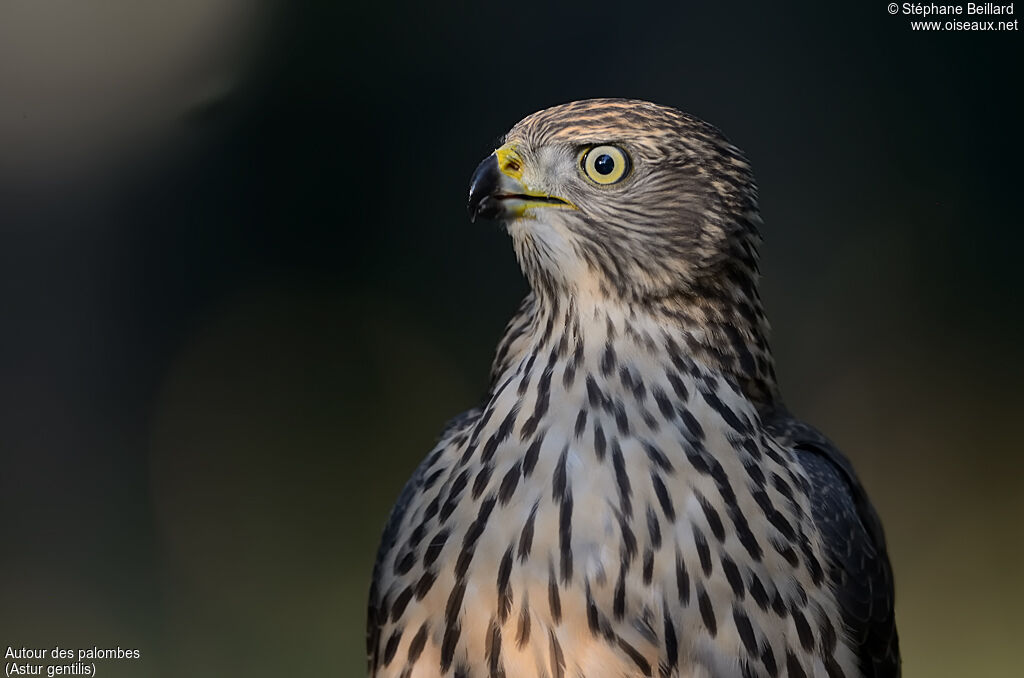 Eurasian Goshawkjuvenile