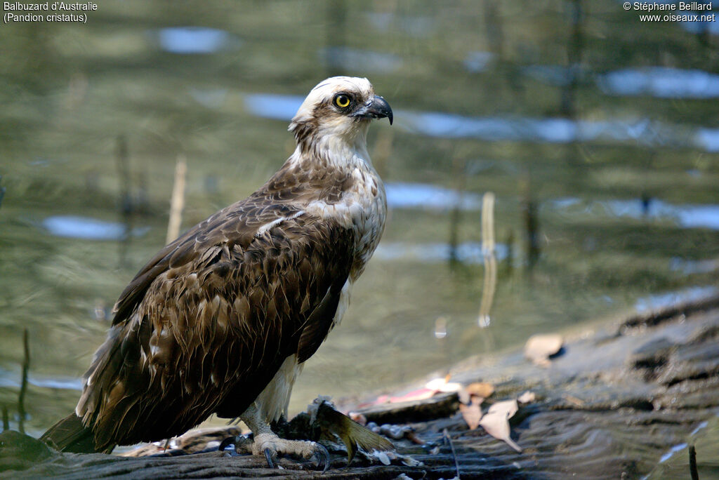Osprey (cristatus), eats