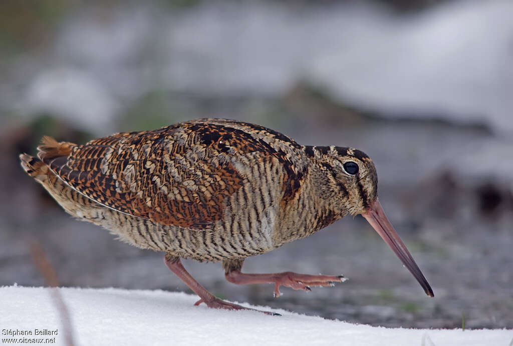 Bécasse des bois, identification