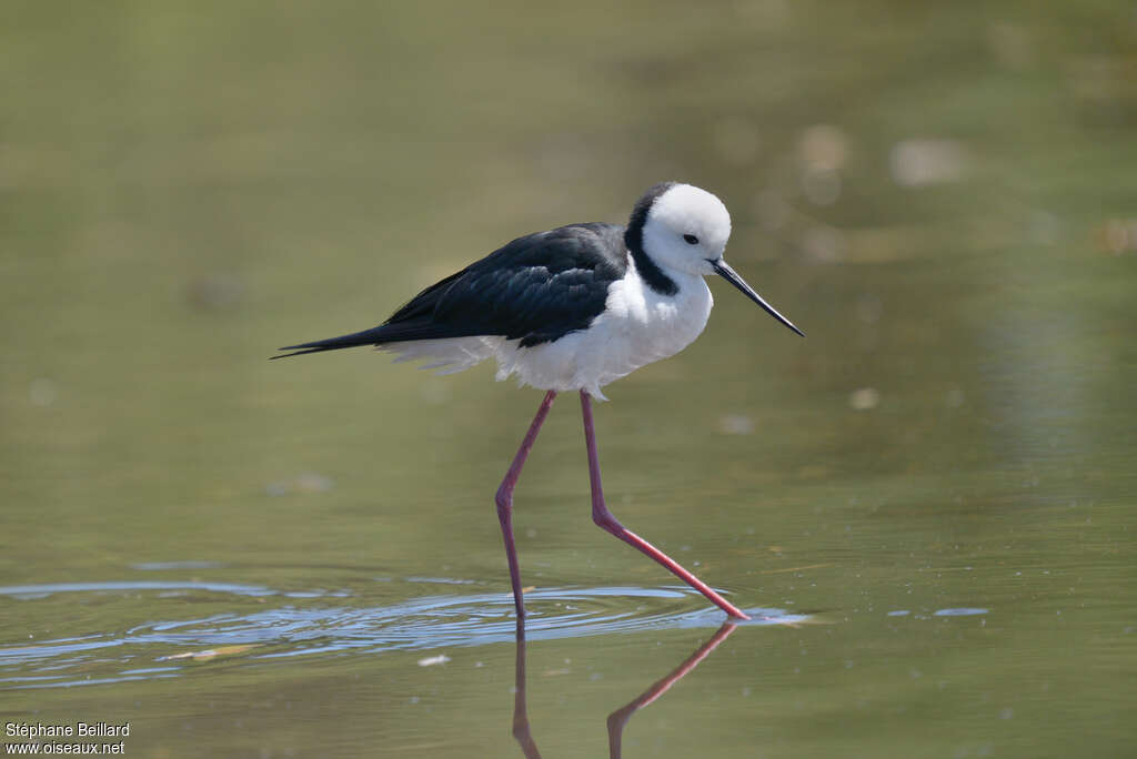 Pied Stiltadult, identification