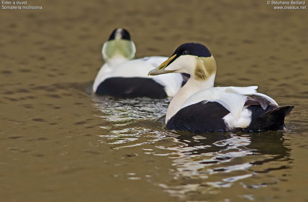 Eider à duvet mâle adulte
