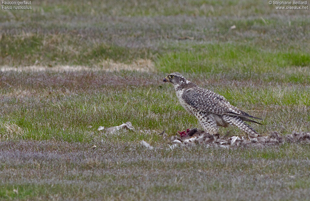 Gyrfalconadult, identification