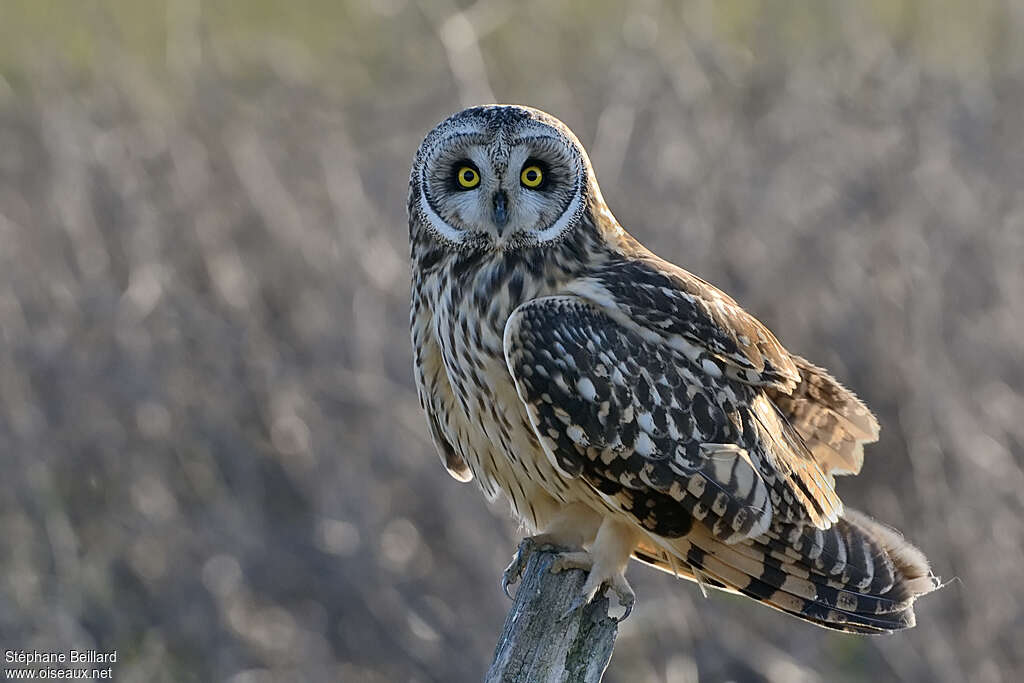 Hibou des maraisadulte nuptial, identification