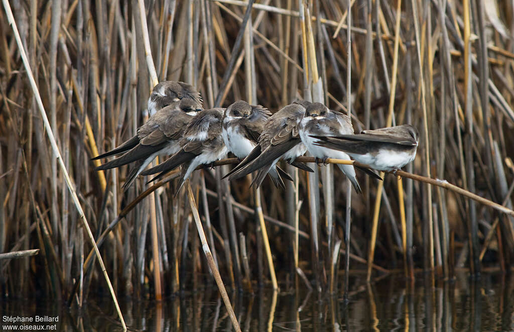 Hirondelle de rivage, habitat, Comportement
