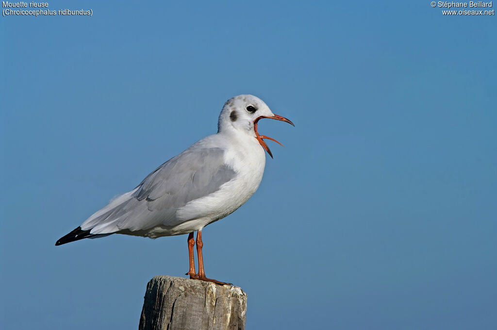 Mouette rieuse