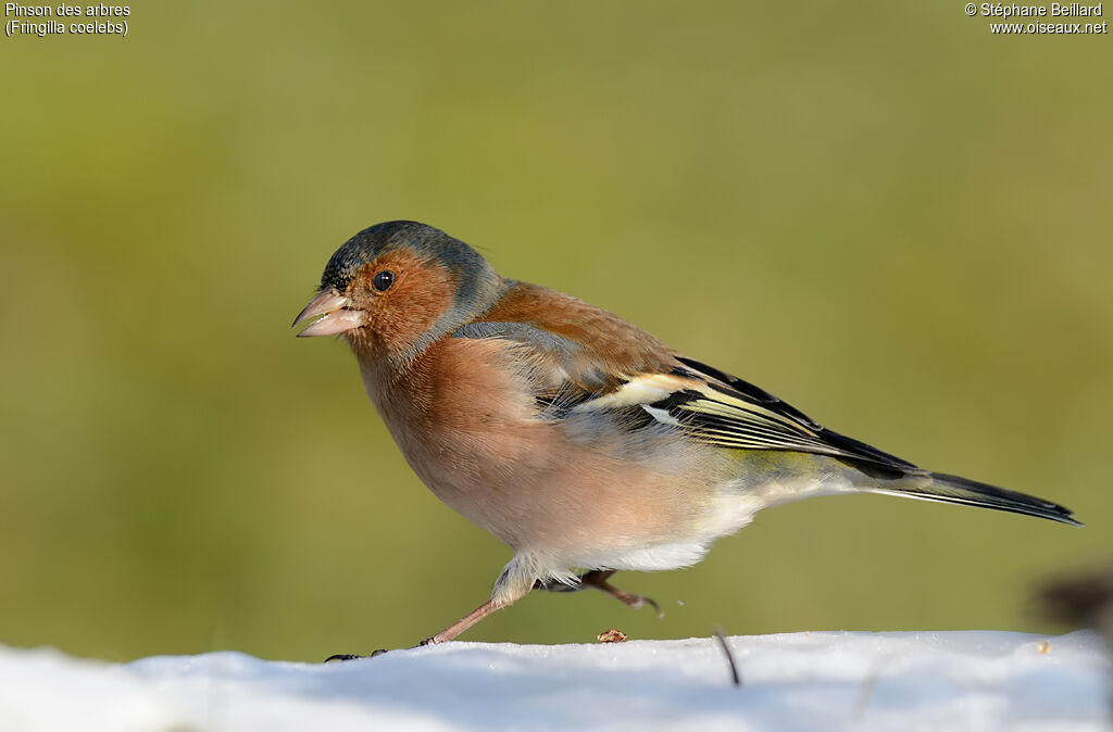 Eurasian Chaffinch male