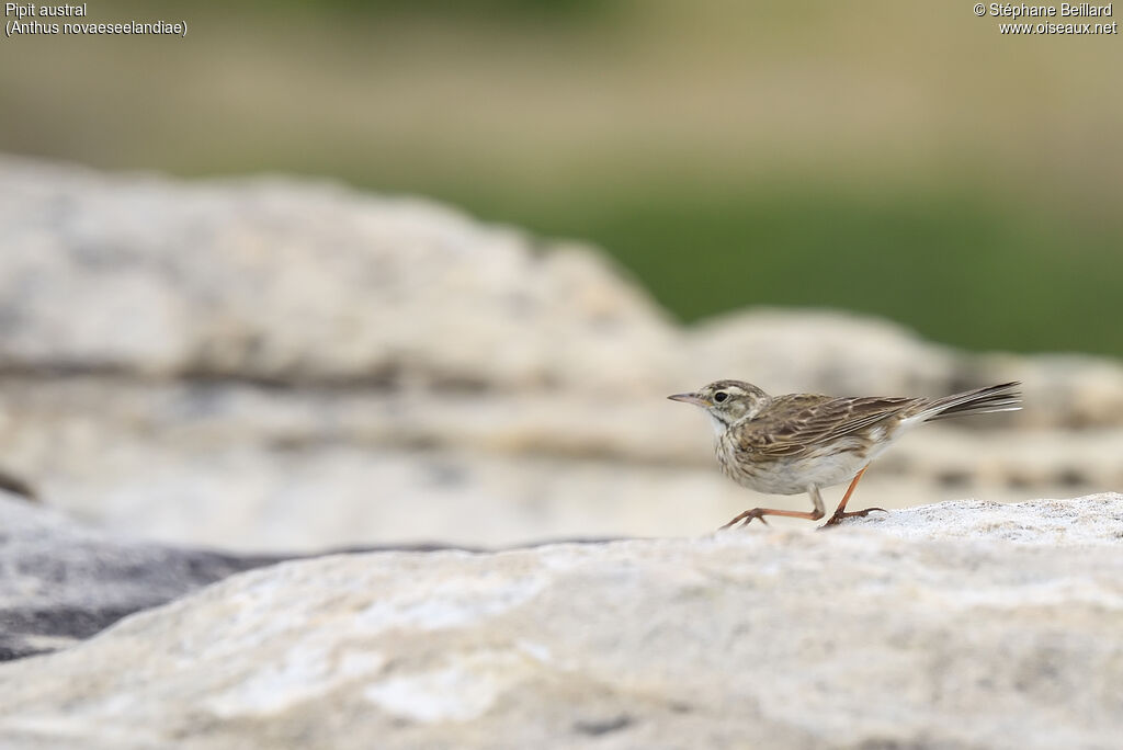 Pipit austral