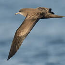 Puffin fouquet