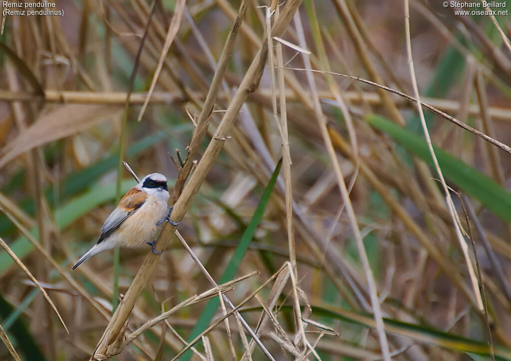 Rémiz penduline