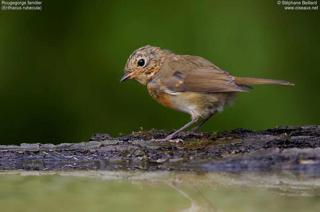 Rougegorge familierimmature