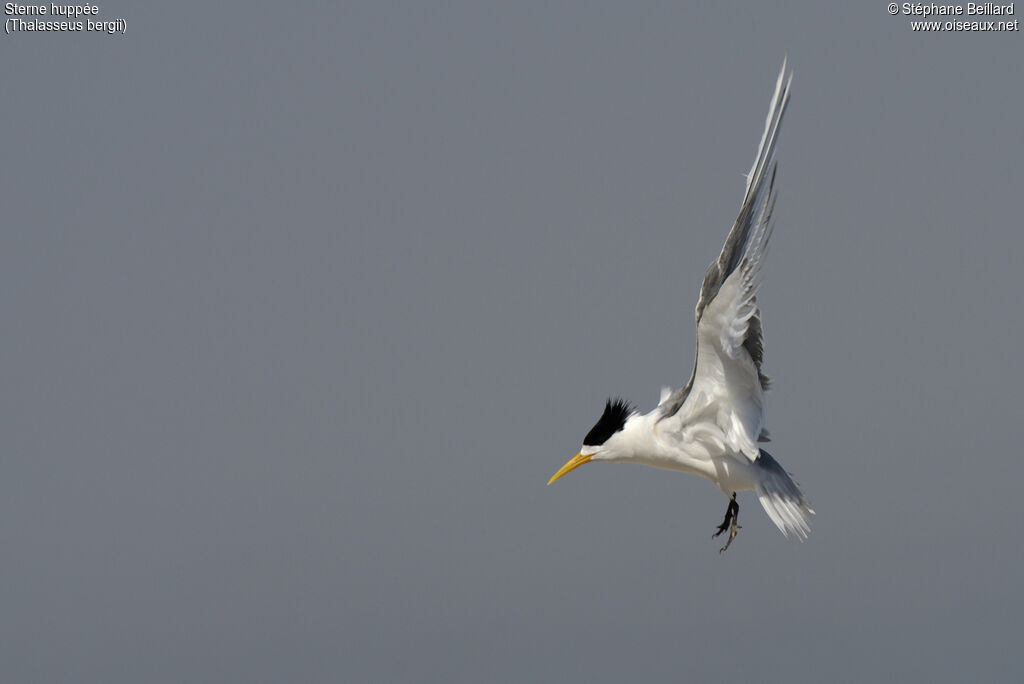 Greater Crested Ternadult