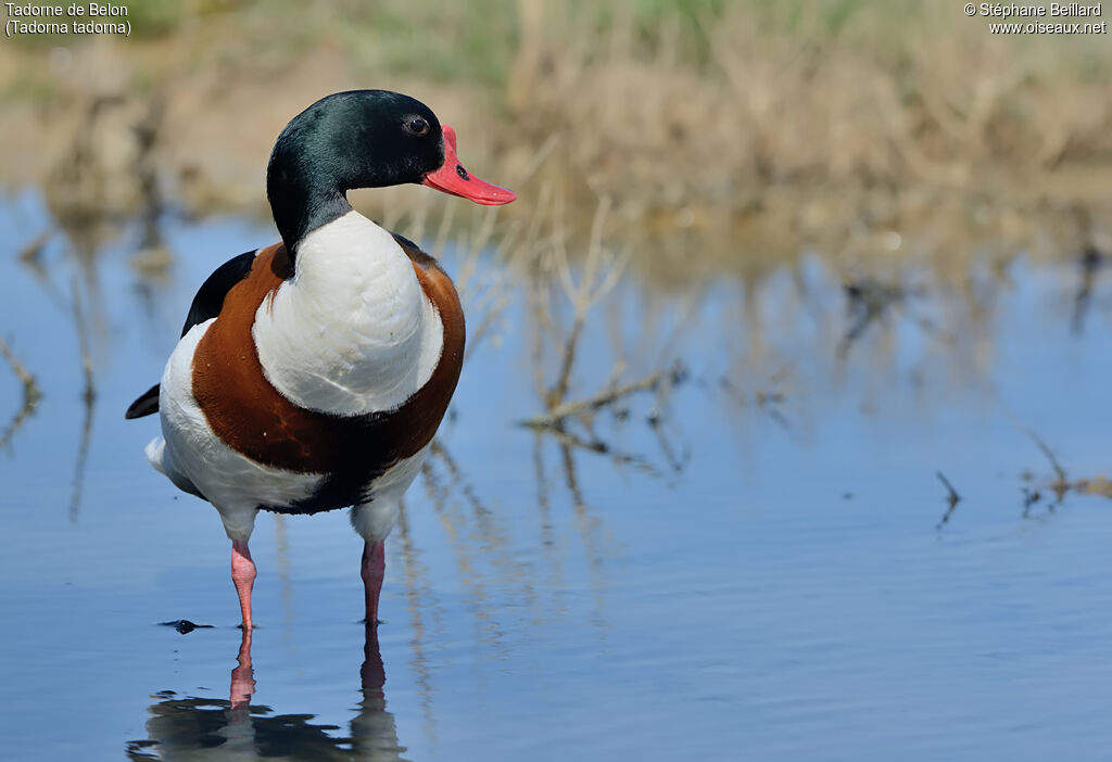 Common Shelduckadult