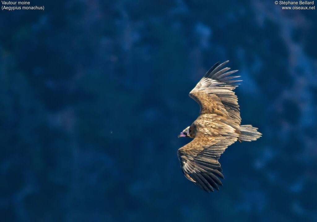 Cinereous Vulture