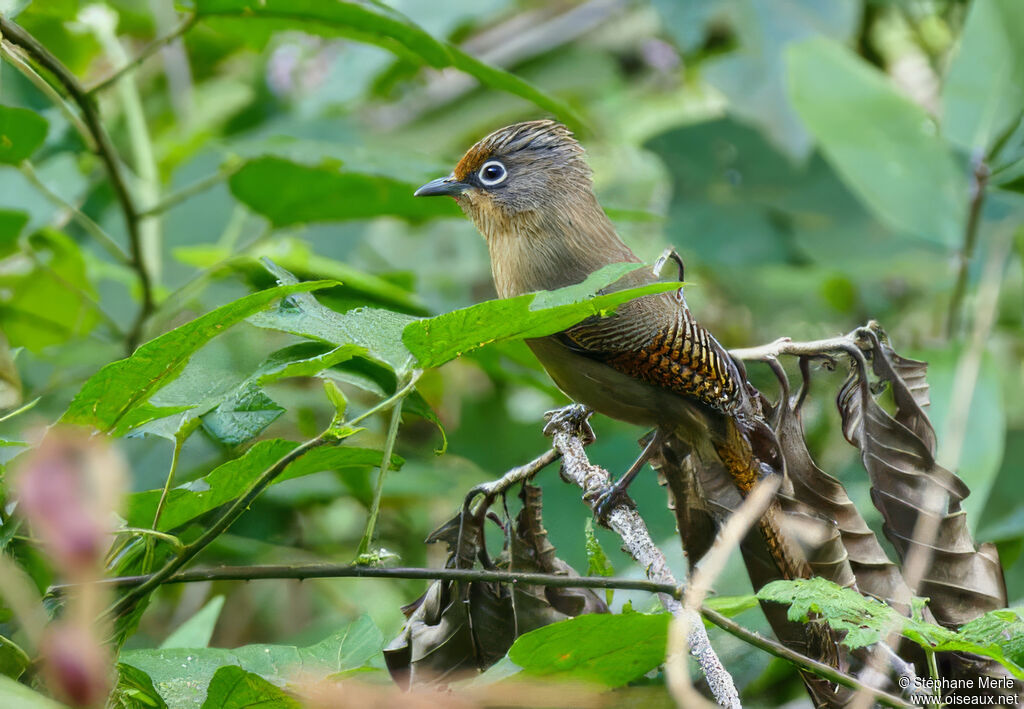 Actinodure de Ramsayadulte